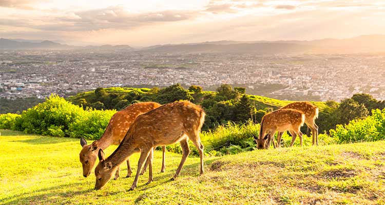 「奈良県」最強のパワースポット5選！絶対に行くべき神社スポットをご紹介