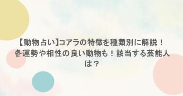 【動物占い】コアラの特徴を種類別に解説！各運勢や相性の良い動物も！