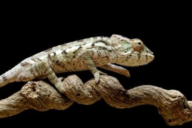 【五星三心占い】銀のカメレオンの相性のいいタイプは？適職はどんな仕事？