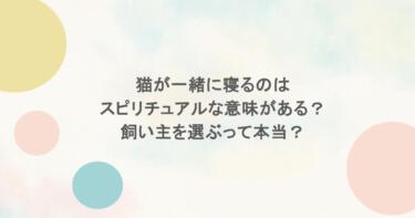 猫が一緒に寝るのはスピリチュアルな意味がある？飼い主を選ぶって本当？